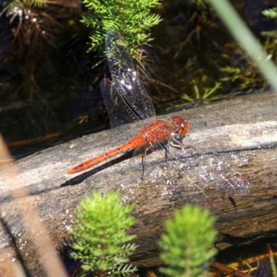 Diplacodes bipunctata (Wandering Percher) at Forde, ACT - 24 Feb 2019 by HarveyPerkins