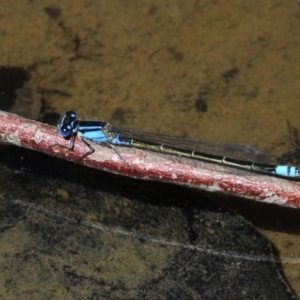 Ischnura heterosticta at Amaroo, ACT - 24 Feb 2019 01:17 PM