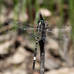 Parasynthemis regina (Royal Tigertail) at Mulligans Flat - 24 Feb 2019 by HarveyPerkins