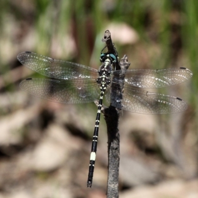 Parasynthemis regina (Royal Tigertail) at Amaroo, ACT - 24 Feb 2019 by HarveyPerkins