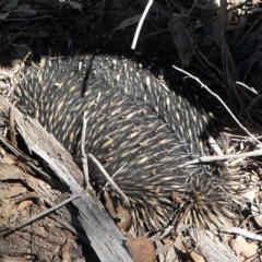 Tachyglossus aculeatus (Short-beaked Echidna) at Mulligans Flat - 24 Feb 2019 by HarveyPerkins