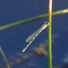 Austrolestes leda (Wandering Ringtail) at Mulligans Flat - 25 Feb 2019 by JohnBundock