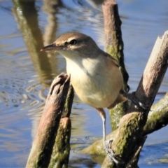 Acrocephalus australis (Australian Reed-Warbler) at Forde, ACT - 25 Feb 2019 by JohnBundock