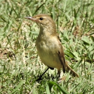 Acrocephalus australis at Yass, NSW - 7 Feb 2019 11:59 AM