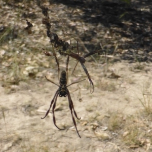 Trichonephila edulis at Symonston, ACT - 25 Feb 2019