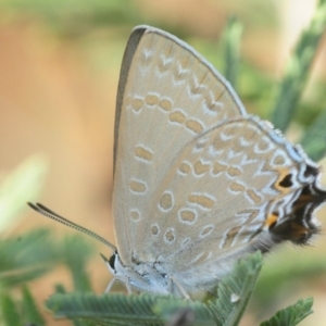 Jalmenus icilius at Weetangera, ACT - 24 Feb 2019