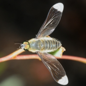 Comptosia sp. (genus) at Weetangera, ACT - 22 Feb 2019