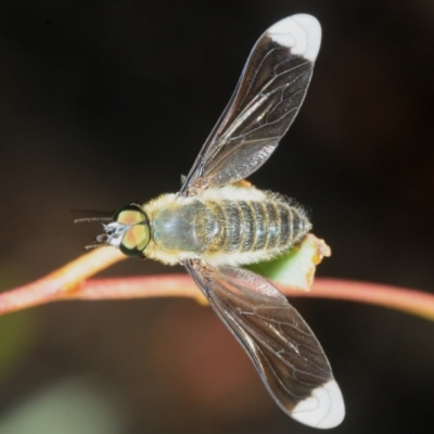 Comptosia sp. (genus) (Unidentified Comptosia bee fly) at Weetangera, ACT - 22 Feb 2019 by Harrisi