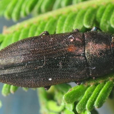 Melobasis sp. (genus) (Unidentified Melobasis jewel Beetle) at The Pinnacle - 24 Feb 2019 by Harrisi