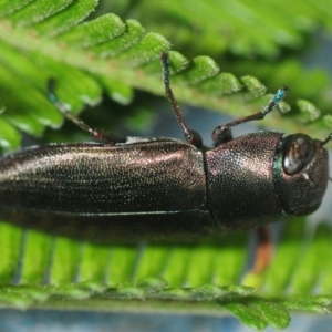 Melobasis sp. (genus) at Weetangera, ACT - 24 Feb 2019