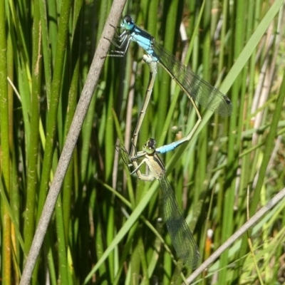 Ischnura heterosticta (Common Bluetail Damselfly) at Dalmeny, NSW - 15 Feb 2019 by HarveyPerkins