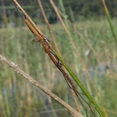 Tetragnatha sp. (genus) (Long-jawed spider) at Kianga, NSW - 16 Feb 2019 by HarveyPerkins