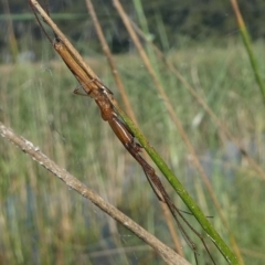 Tetragnatha sp. (genus) (Long-jawed spider) at Kianga, NSW - 15 Feb 2019 by HarveyPerkins