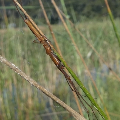 Tetragnatha sp. (genus) (Long-jawed spider) at Kianga, NSW - 16 Feb 2019 by HarveyPerkins
