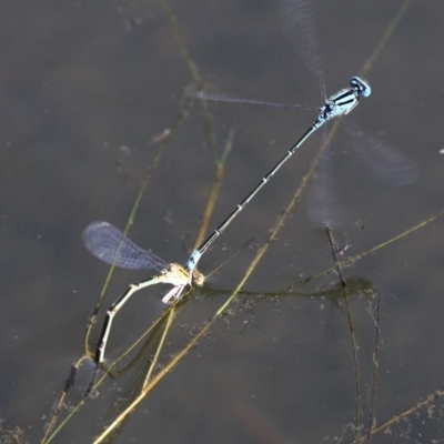 Pseudagrion microcephalum (Blue Riverdamsel) at Kianga, NSW - 15 Feb 2019 by HarveyPerkins