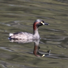 Tachybaptus novaehollandiae (Australasian Grebe) at Kianga, NSW - 15 Feb 2019 by HarveyPerkins