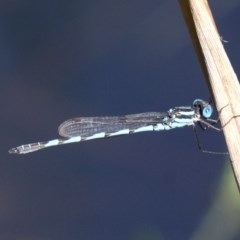 Austrolestes annulosus (Blue Ringtail) at Kianga, NSW - 15 Feb 2019 by HarveyPerkins