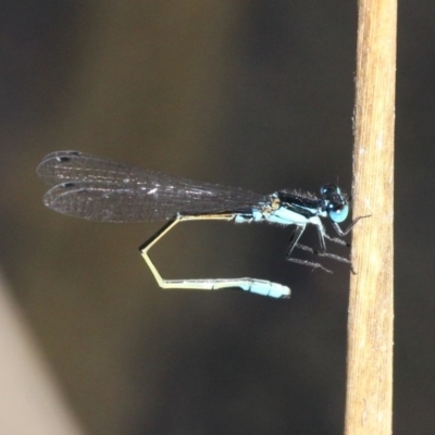 Ischnura heterosticta (Common Bluetail Damselfly) at Kianga, NSW - 15 Feb 2019 by HarveyPerkins