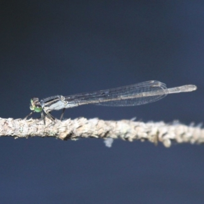 Ischnura heterosticta (Common Bluetail Damselfly) at Narooma, NSW - 17 Feb 2019 by HarveyPerkins