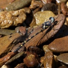 Cordulephya pygmaea (Common Shutwing) at Narooma, NSW - 17 Feb 2019 by HarveyPerkins