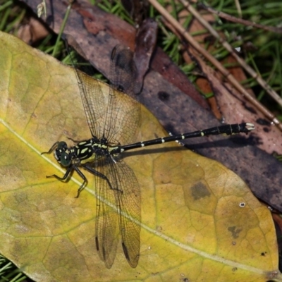 Hemigomphus gouldii (Southern Vicetail) at Narooma, NSW - 17 Feb 2019 by HarveyPerkins