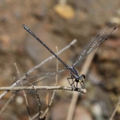 Austroargiolestes icteromelas icteromelas (Common Flatwing) at Narooma, NSW - 17 Feb 2019 by HarveyPerkins