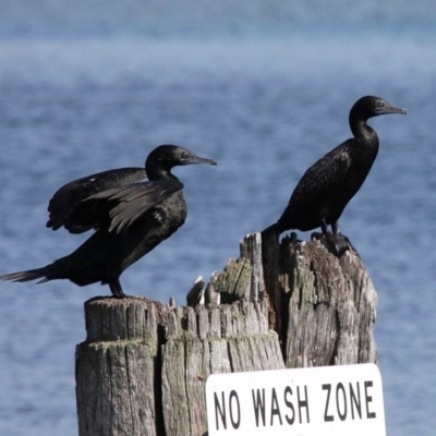 Phalacrocorax sulcirostris (Little Black Cormorant) at Narooma, NSW - 17 Feb 2019 by HarveyPerkins