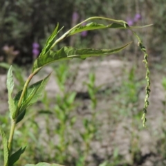 Persicaria hydropiper (Water Pepper) at Paddys River, ACT - 20 Feb 2019 by michaelb