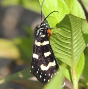 Phalaenoides tristifica at Paddys River, ACT - 20 Feb 2019