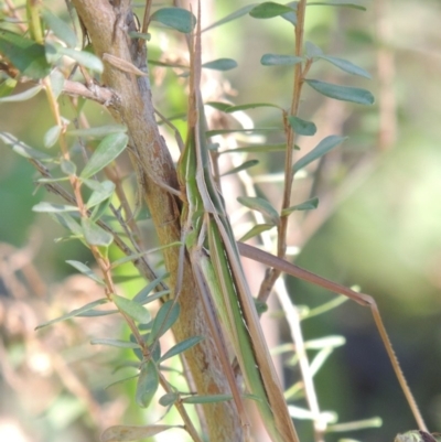 Acrida conica (Giant green slantface) at Paddys River, ACT - 20 Feb 2019 by michaelb