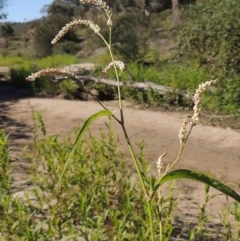 Persicaria lapathifolia (Pale Knotweed) at Paddys River, ACT - 20 Feb 2019 by michaelb