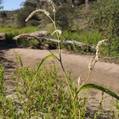 Persicaria lapathifolia (Pale Knotweed) at Paddys River, ACT - 20 Feb 2019 by michaelb