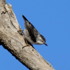 Daphoenositta chrysoptera (Varied Sittella) at Googong, NSW - 26 Feb 2019 by Wandiyali