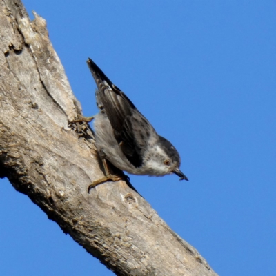 Daphoenositta chrysoptera (Varied Sittella) at Googong, NSW - 26 Feb 2019 by Wandiyali