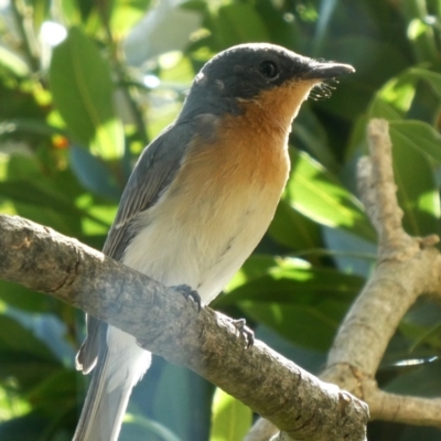 Myiagra rubecula (Leaden Flycatcher) at Googong, NSW - 25 Feb 2019 by Wandiyali