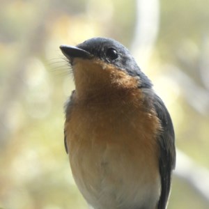 Myiagra rubecula at Googong, NSW - 26 Feb 2019