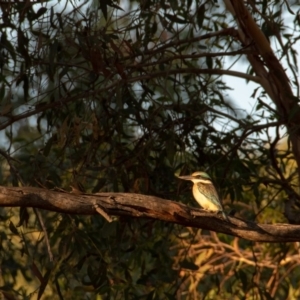 Todiramphus sanctus at Florey, ACT - 25 Feb 2019 07:06 PM