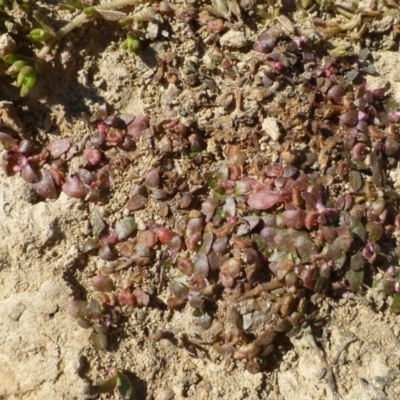 Elatine gratioloides (Waterwort) at Forde, ACT - 25 Feb 2019 by RWPurdie