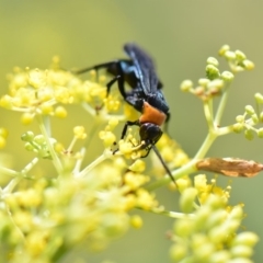 Ferreola handschini (Orange-collared Spider Wasp) at Mount Rogers - 26 Feb 2019 by Ernier