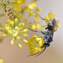 Prionyx sp. (genus) (Giant Thread-waisted Wasp) at Mount Rogers - 26 Feb 2019 by Ernier