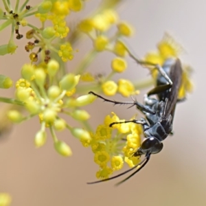 Prionyx sp. (genus) at Flynn, ACT - 26 Feb 2019 02:00 PM