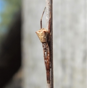 Theridiidae (family) at Dunlop, ACT - 25 Feb 2019