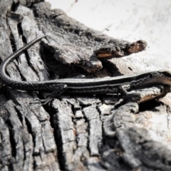 Pseudemoia spenceri (Spencer's Skink) at Tennent, ACT - 26 Feb 2019 by JohnBundock