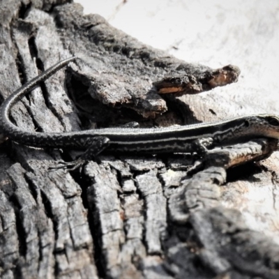 Pseudemoia spenceri (Spencer's Skink) at Tennent, ACT - 25 Feb 2019 by JohnBundock