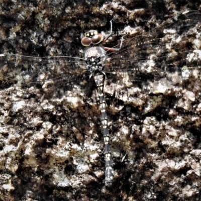 Austroaeschna multipunctata (Multi-spotted Darner) at Tennent, ACT - 26 Feb 2019 by JohnBundock