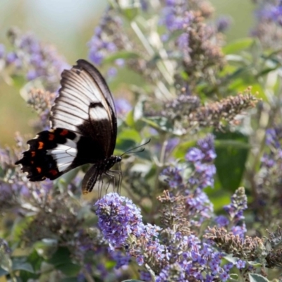 Papilio aegeus (Orchard Swallowtail, Large Citrus Butterfly) at Murrumbateman, NSW - 26 Feb 2019 by SallyandPeter