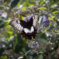 Papilio aegeus at Murrumbateman, NSW - 26 Feb 2019