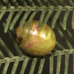 Paropsisterna hectica (A leaf beetle) at Weetangera, ACT - 25 Feb 2019 by AlisonMilton