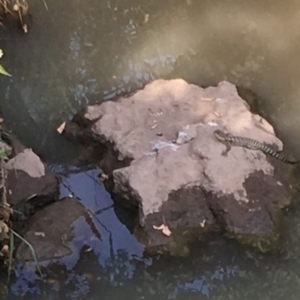 Intellagama lesueurii howittii at Melba, ACT - 26 Feb 2019 04:54 PM