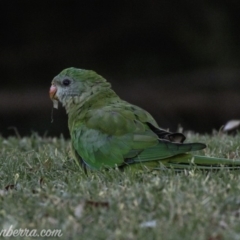 Polytelis swainsonii (Superb Parrot) at Federal Golf Course - 22 Feb 2019 by BIrdsinCanberra